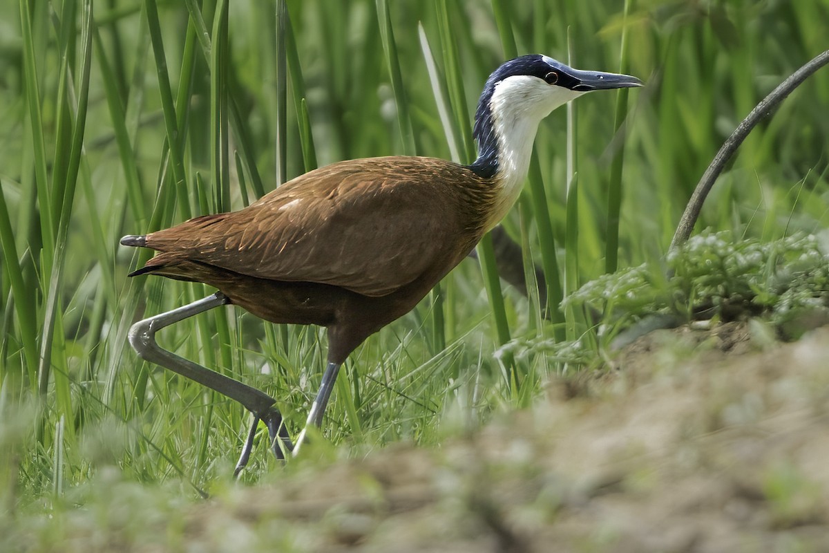 African Jacana - ML638762398