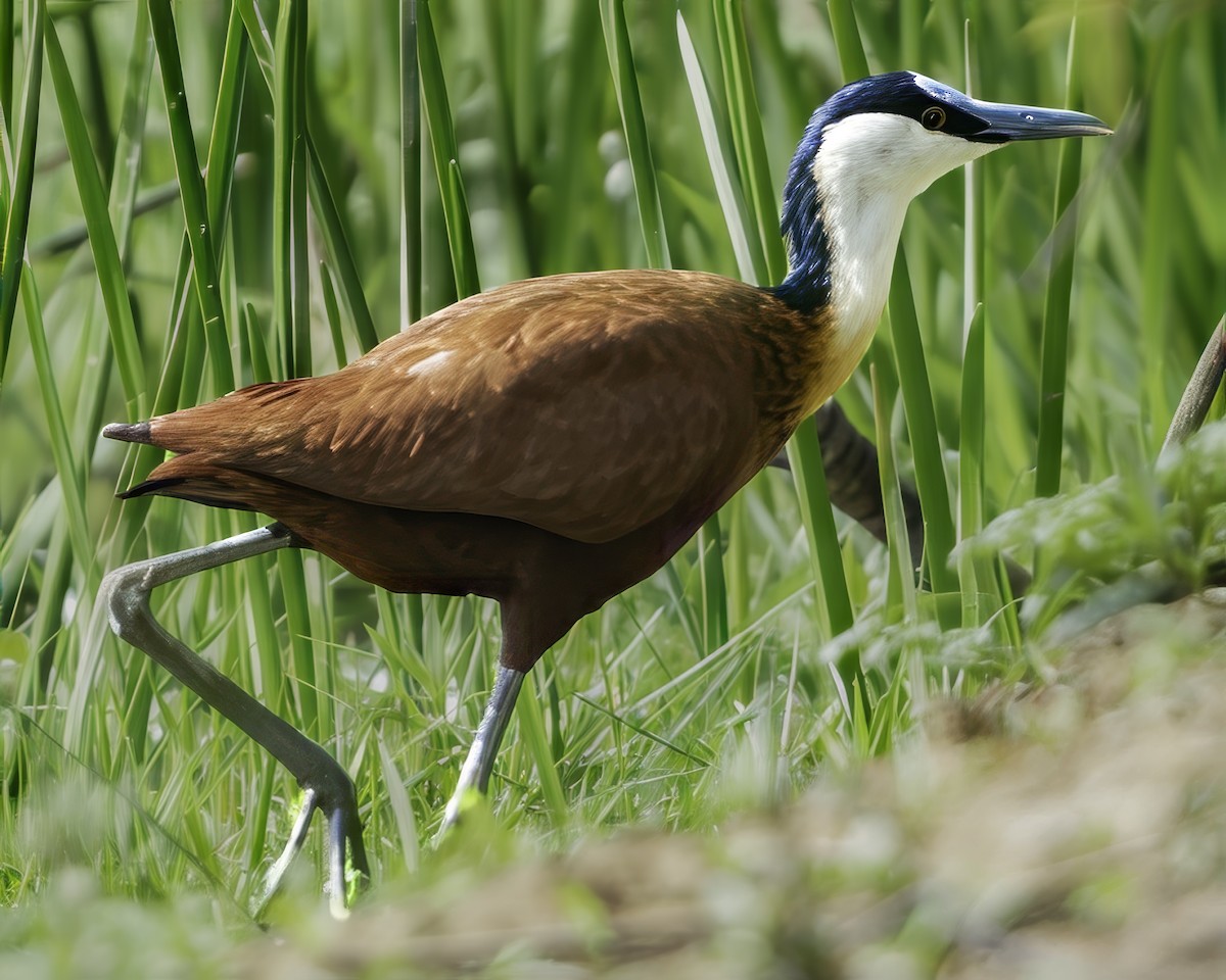 African Jacana - ML638762399
