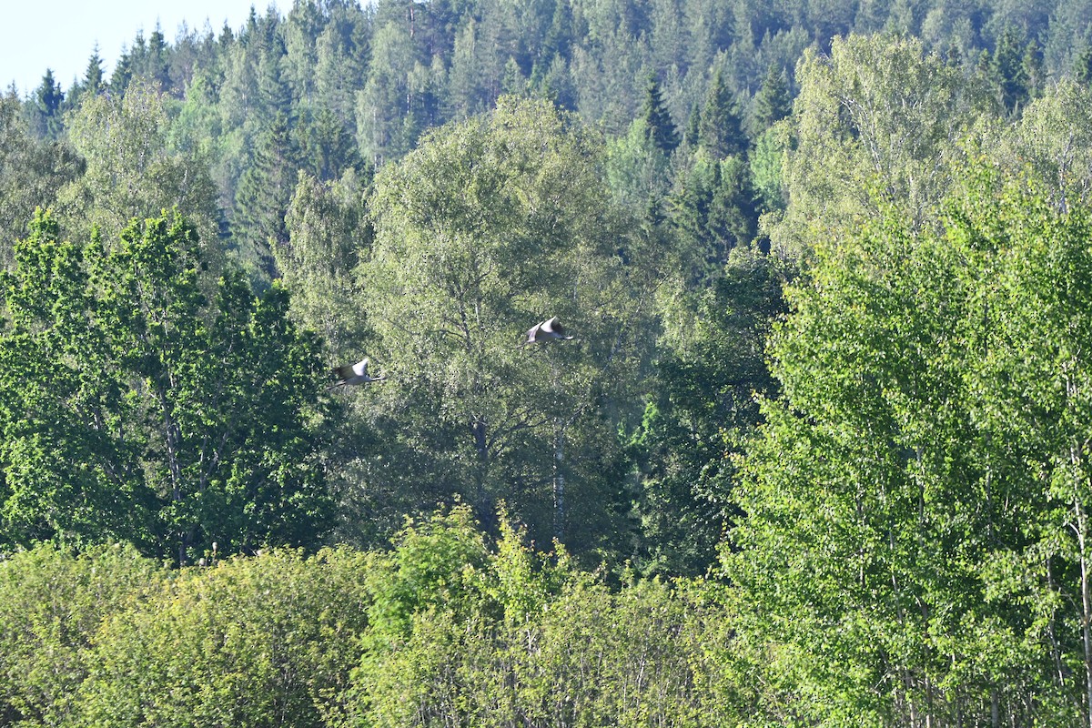 Common Crane - ML638762411