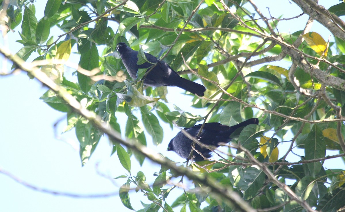 Diademed Tanager - ML638762441