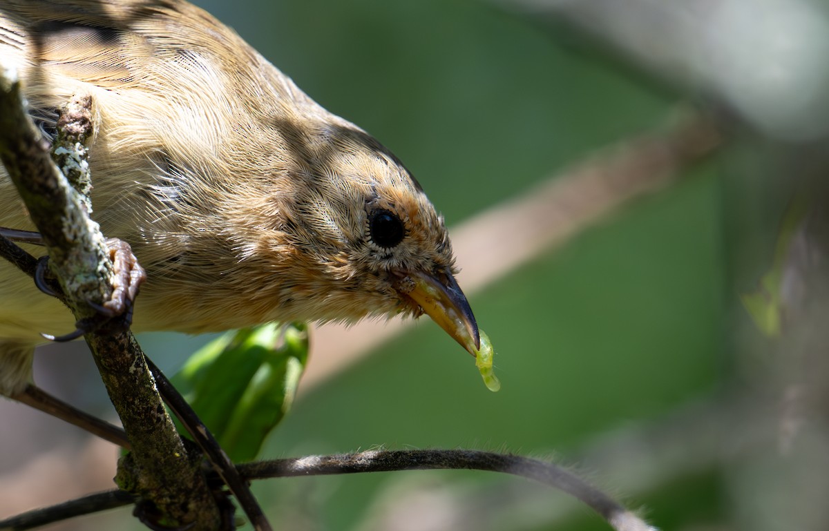 Waldsänger-Darwinfink - ML638762459