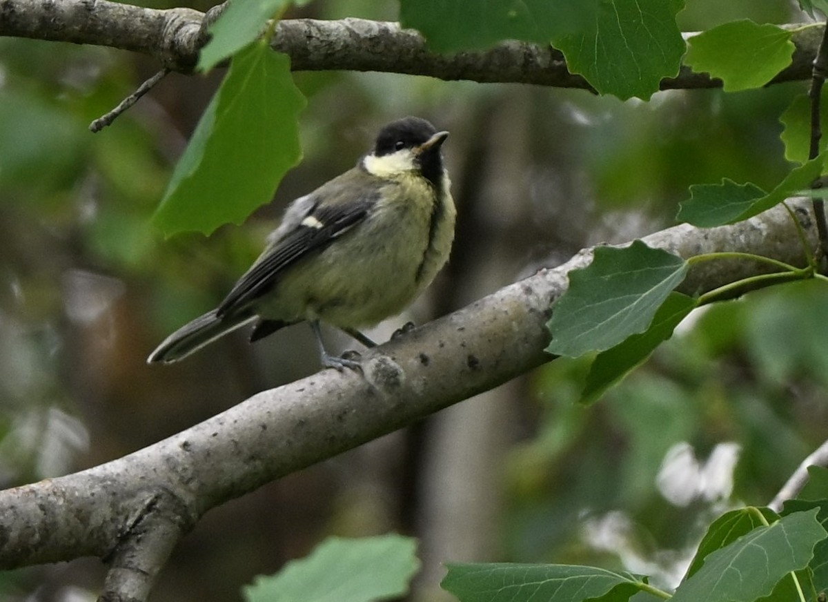 Great Tit - ML638762466