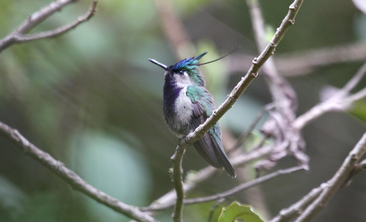 Green-crowned Plovercrest - ML638762468
