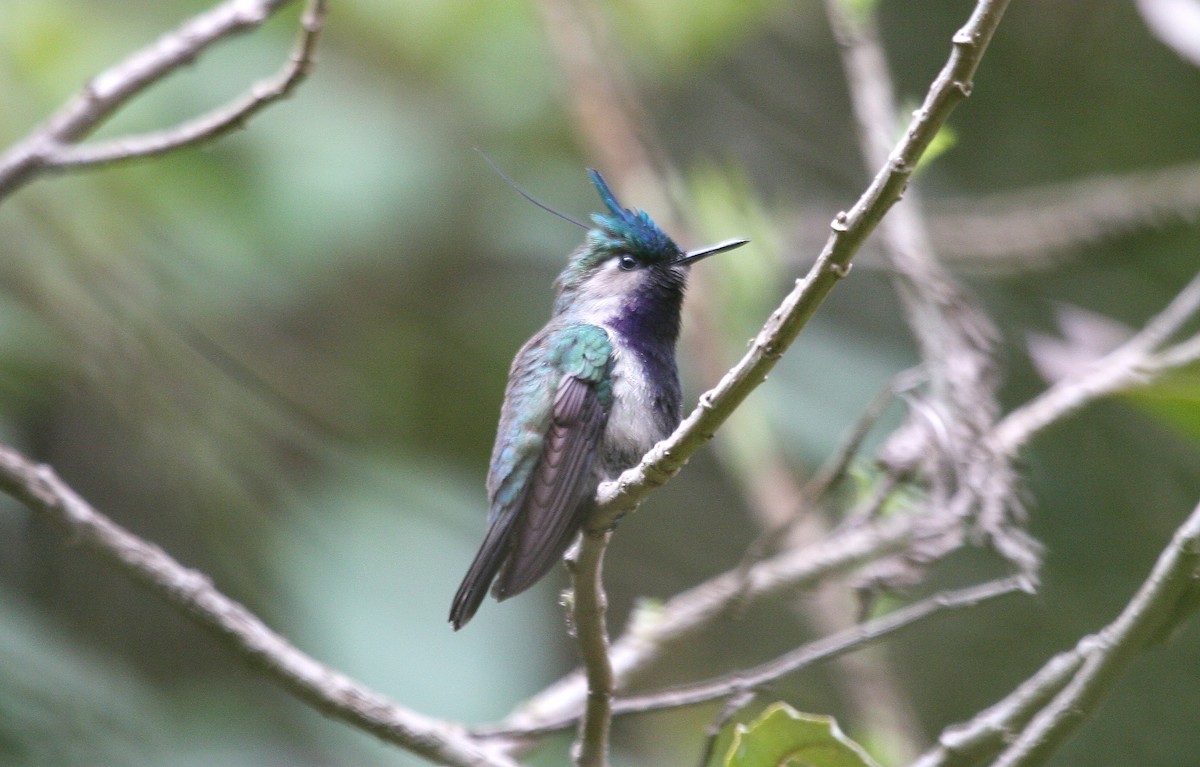Green-crowned Plovercrest - ML638762469