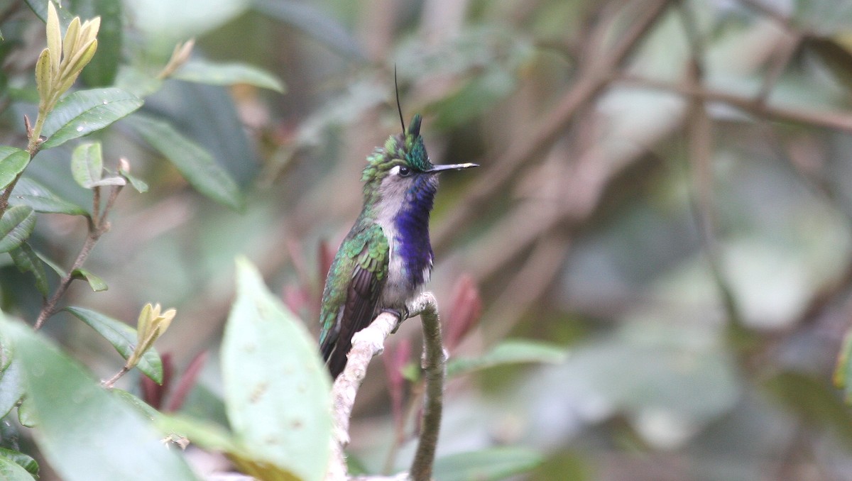Green-crowned Plovercrest - ML638762470