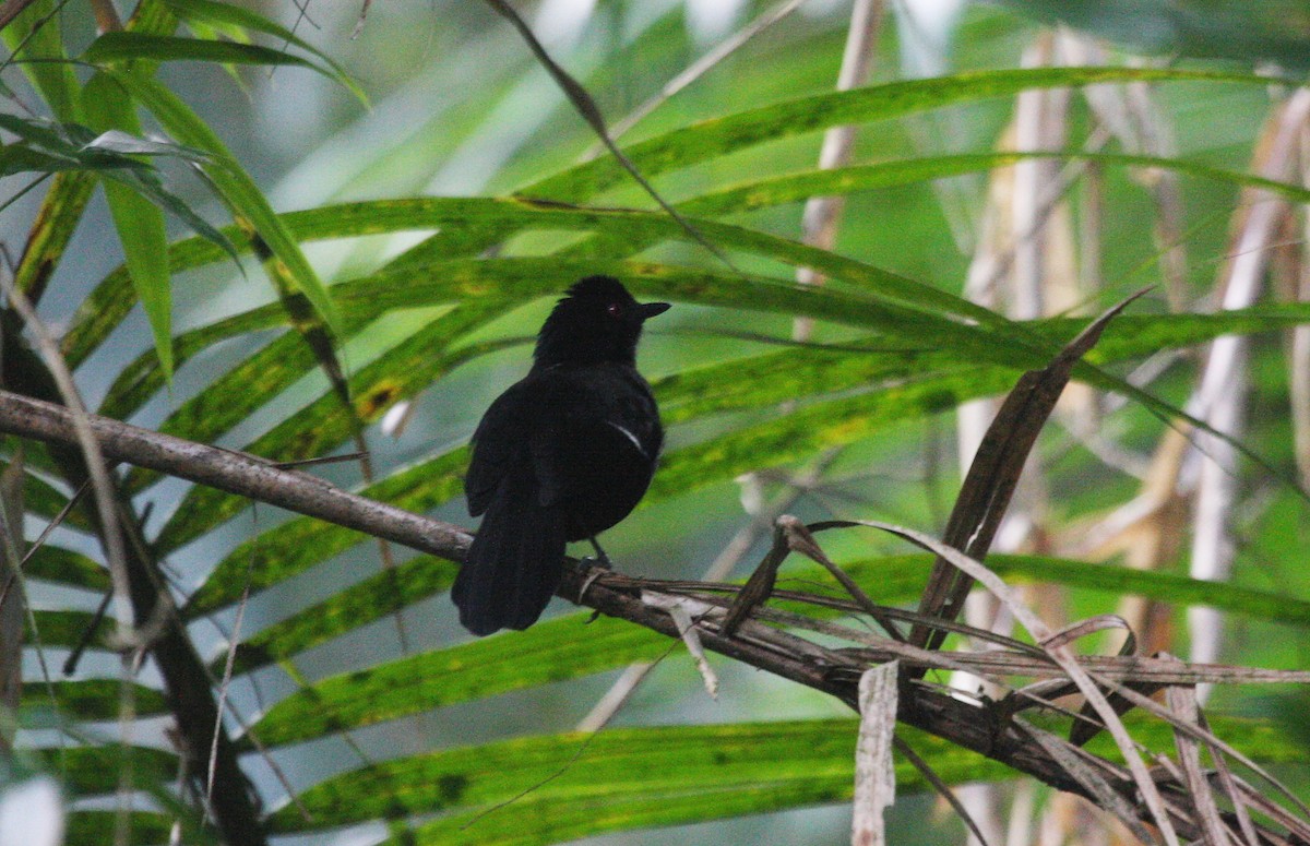 White-shouldered Fire-eye - ML638762488