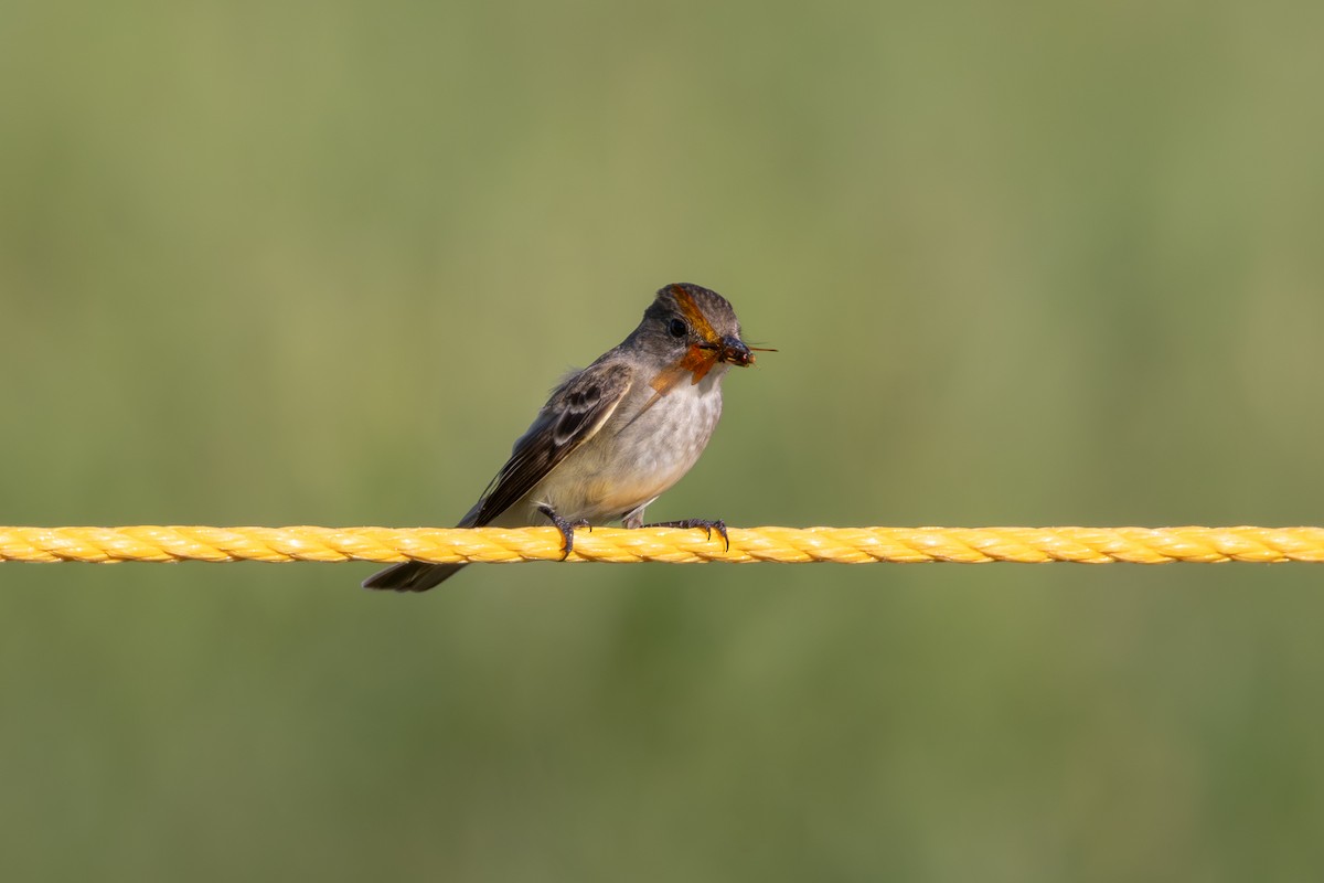 tyranovec olšový/vrbový - ML638762495