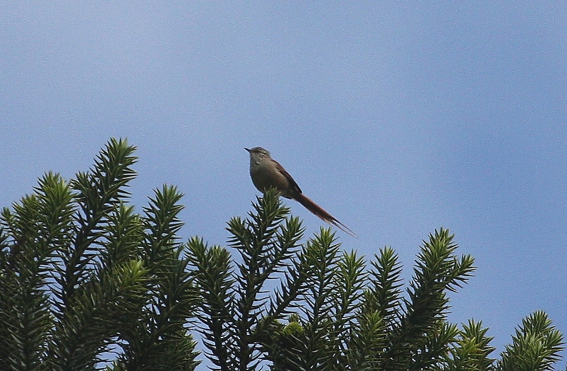 Araucaria Tit-Spinetail - ML638762499