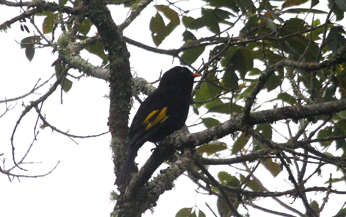 Black-and-gold Cotinga - ML638762503