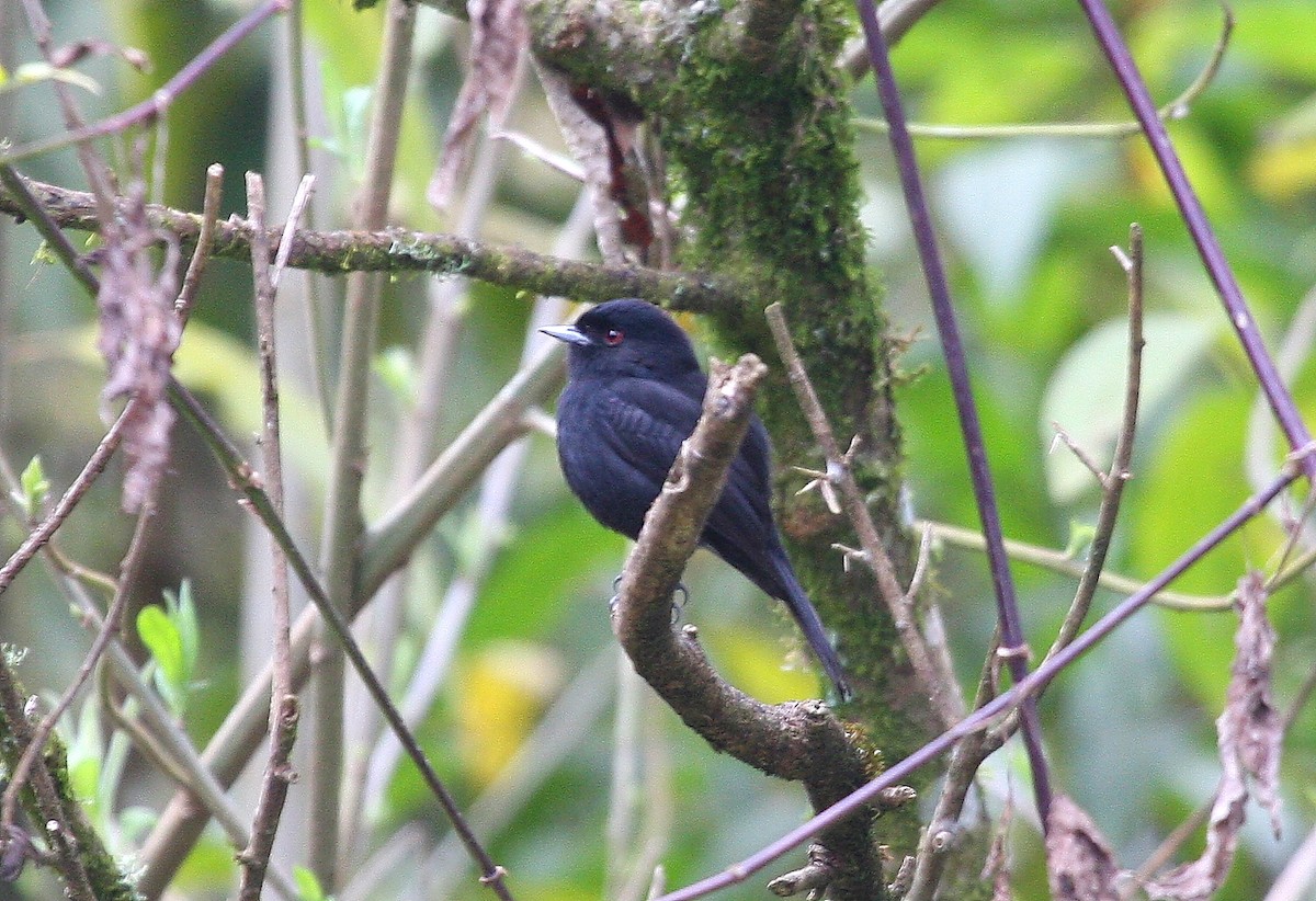 Blue-billed Black-Tyrant - ML638762513