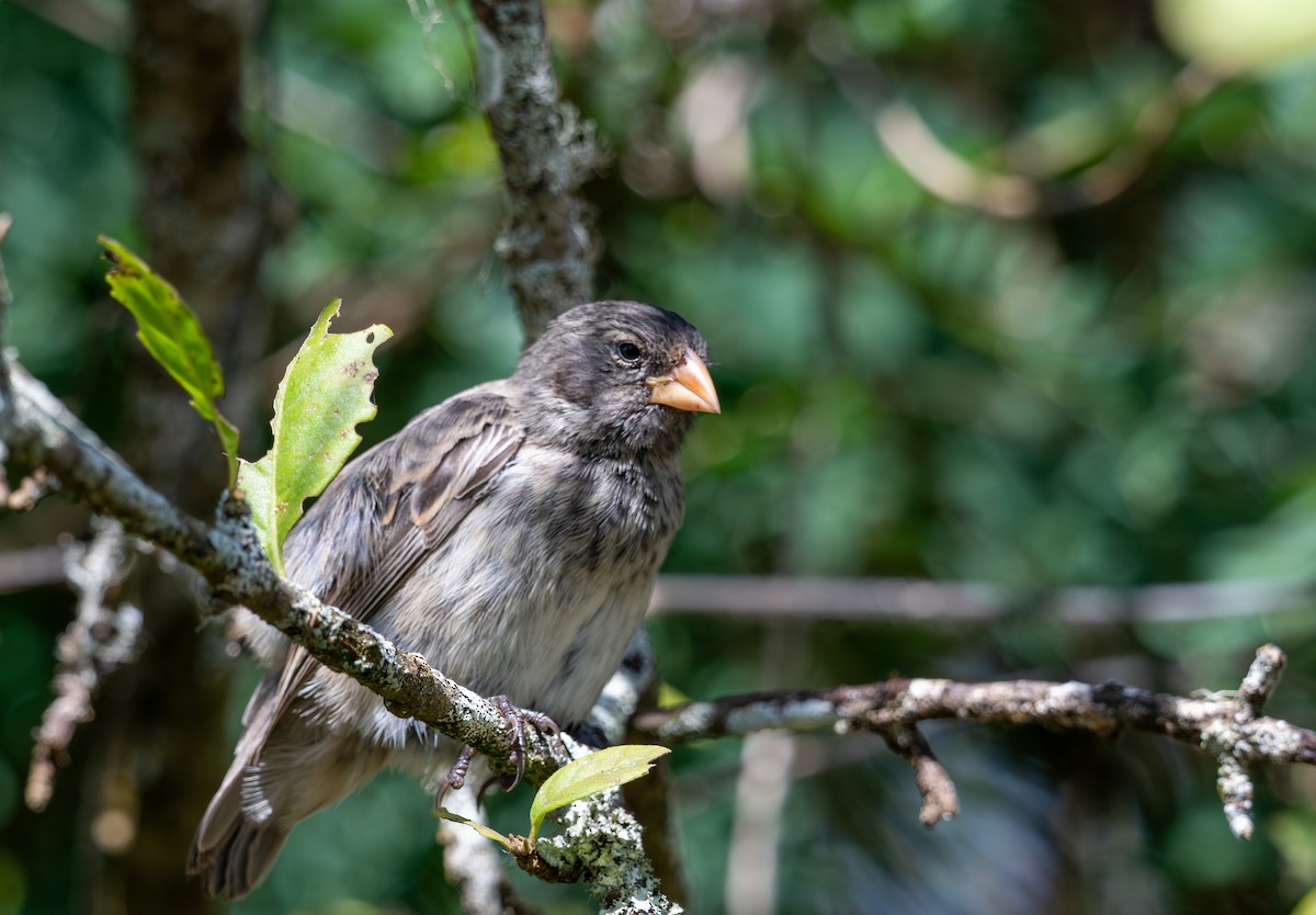 Medium Ground-Finch - ML638762606