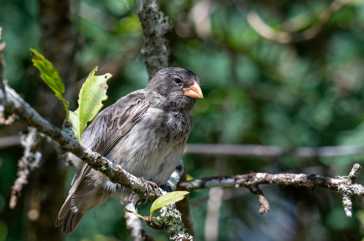 Medium Ground-Finch - ML638762608
