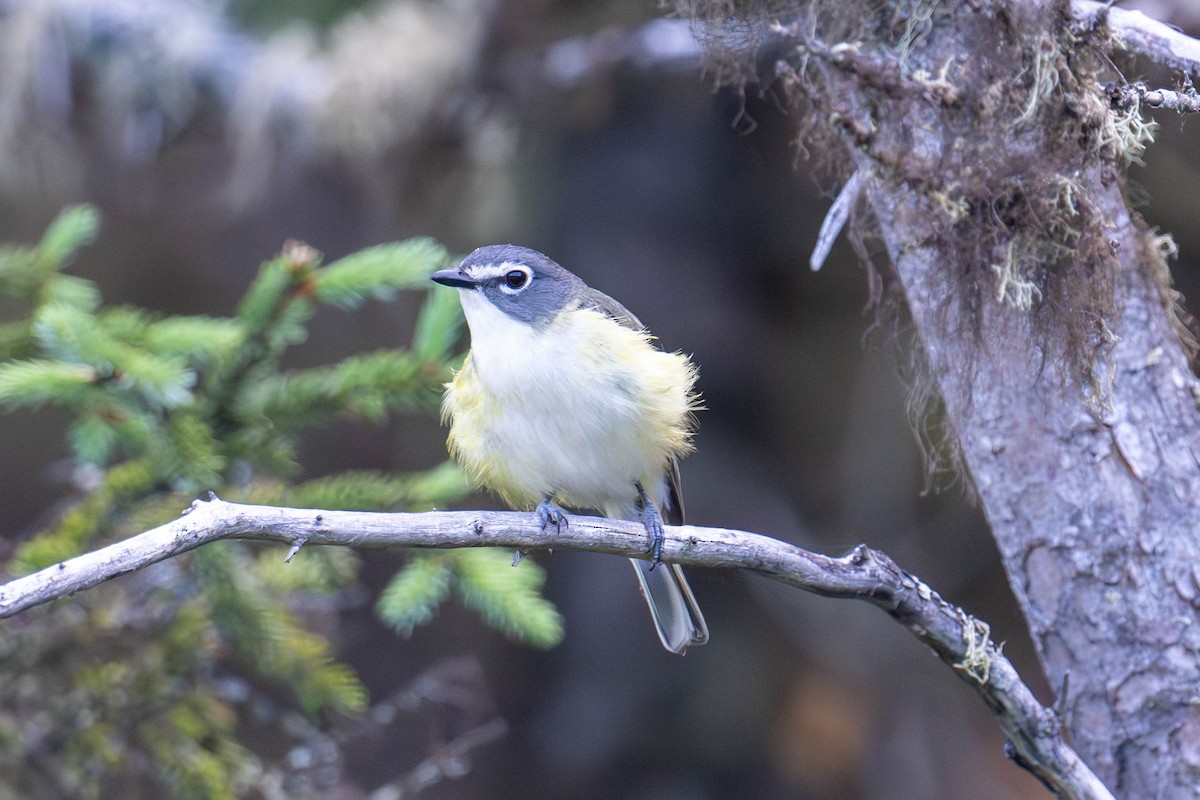 Mavi Başlı Vireo - ML638762640