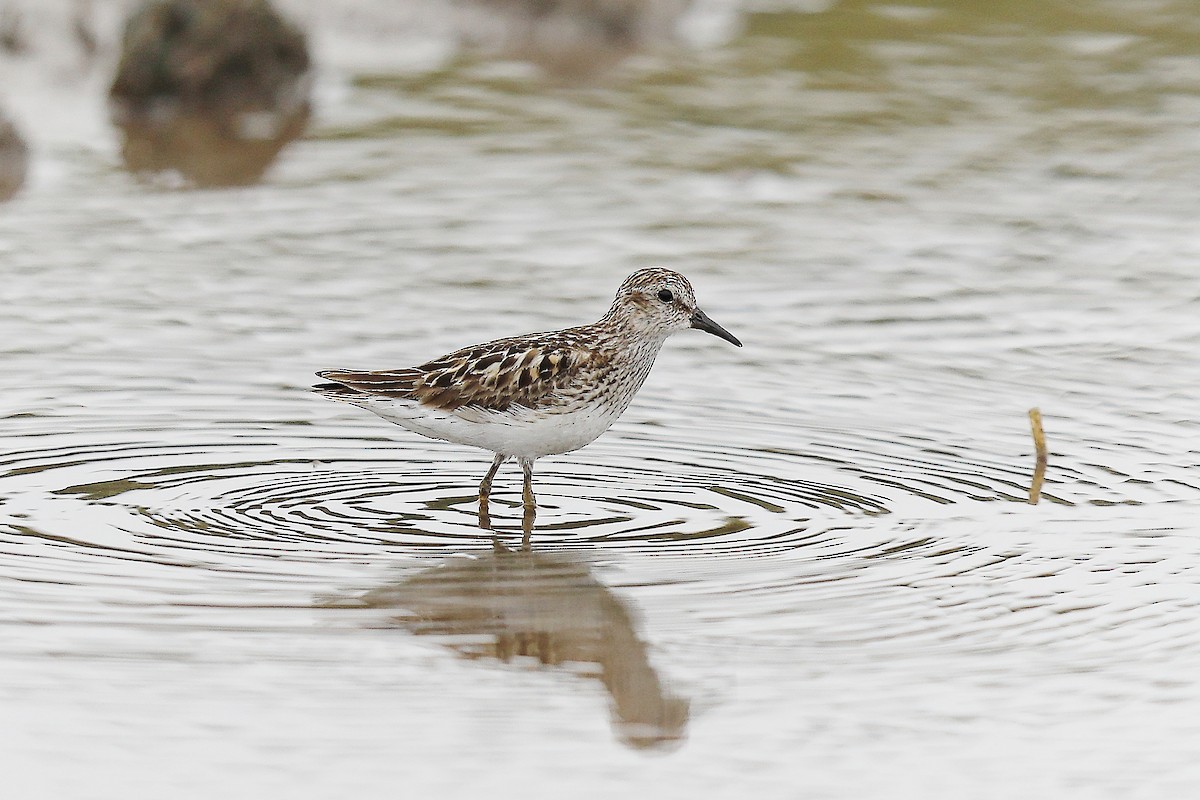 Least Sandpiper - ML638762790