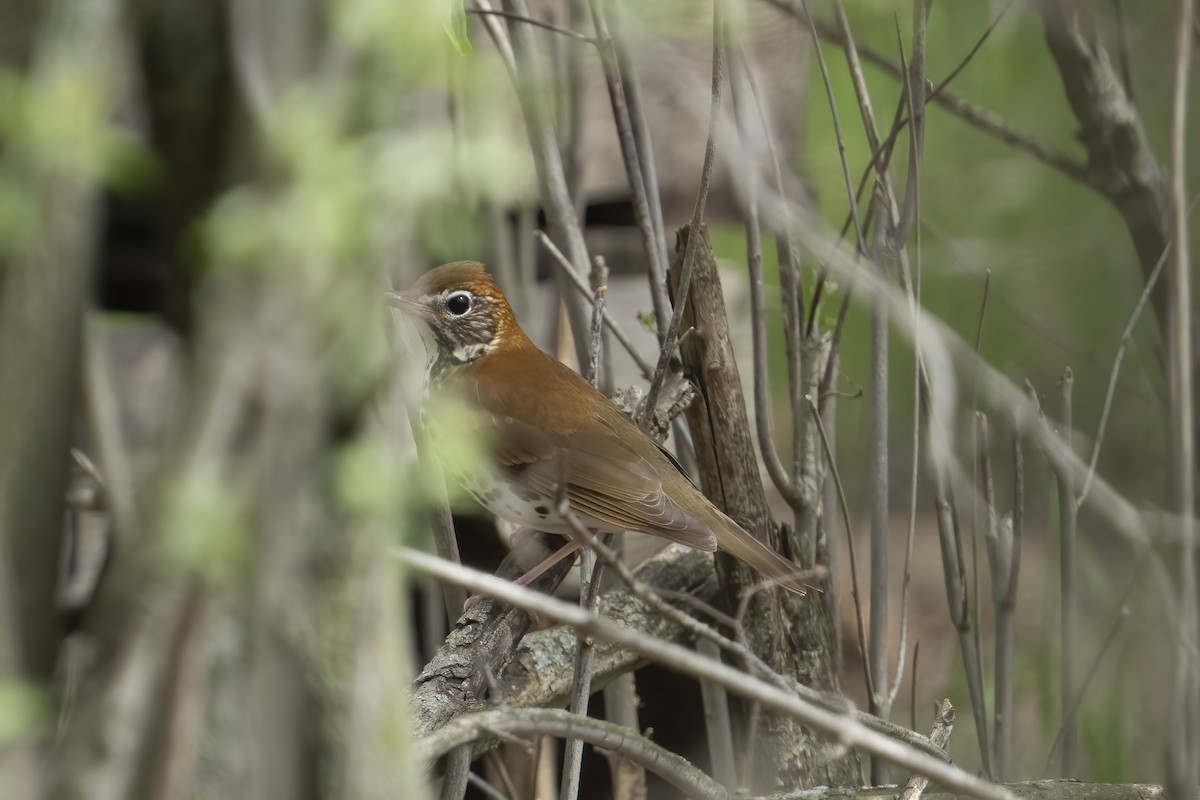 Wood Thrush - ML638762795
