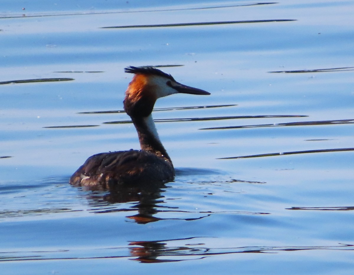 Great Crested Grebe - ML638762827