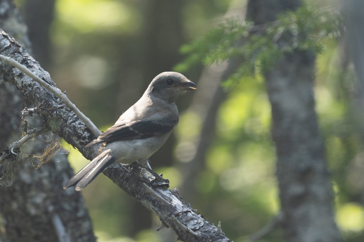 Northern Shrike - ML638762890