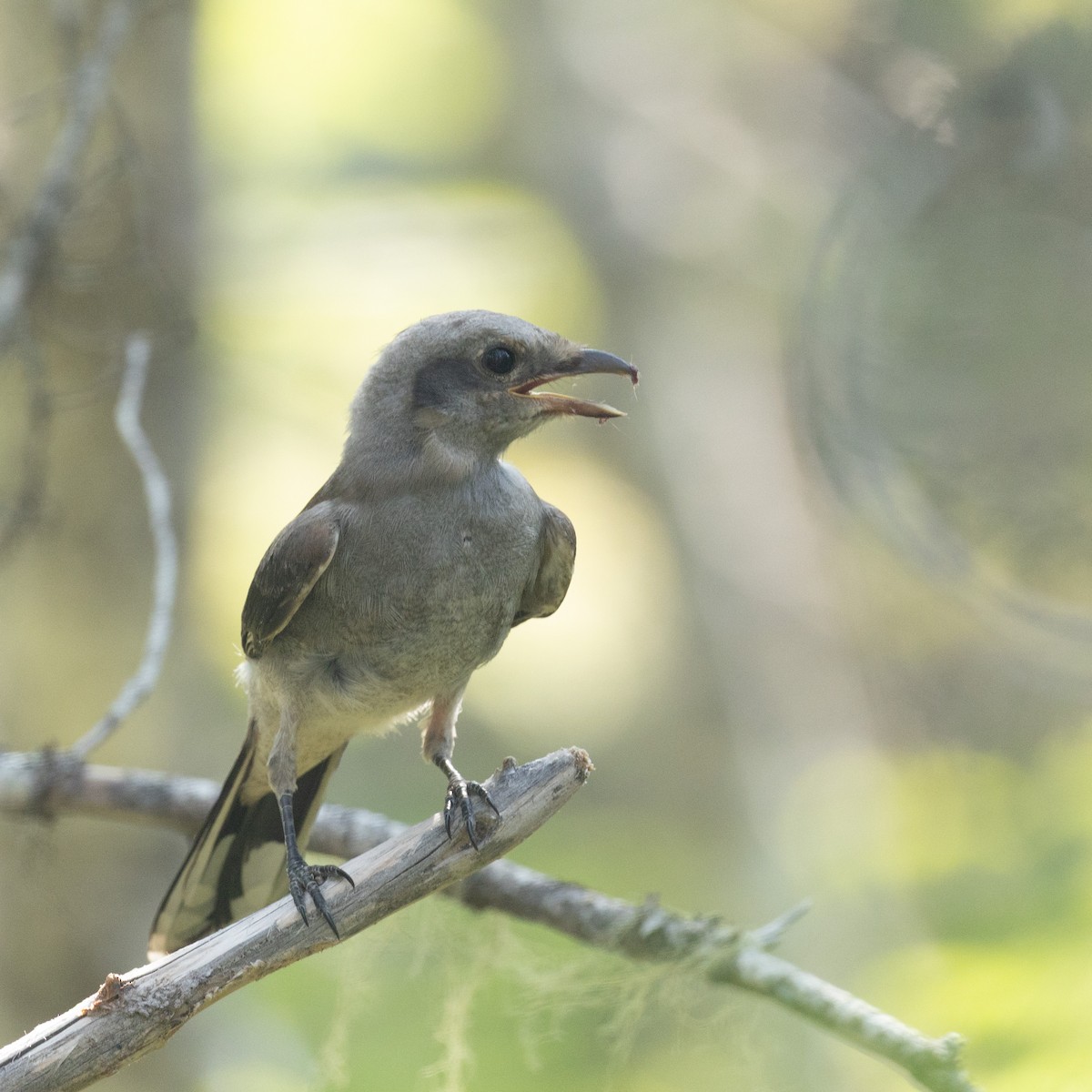 Northern Shrike - ML638762892