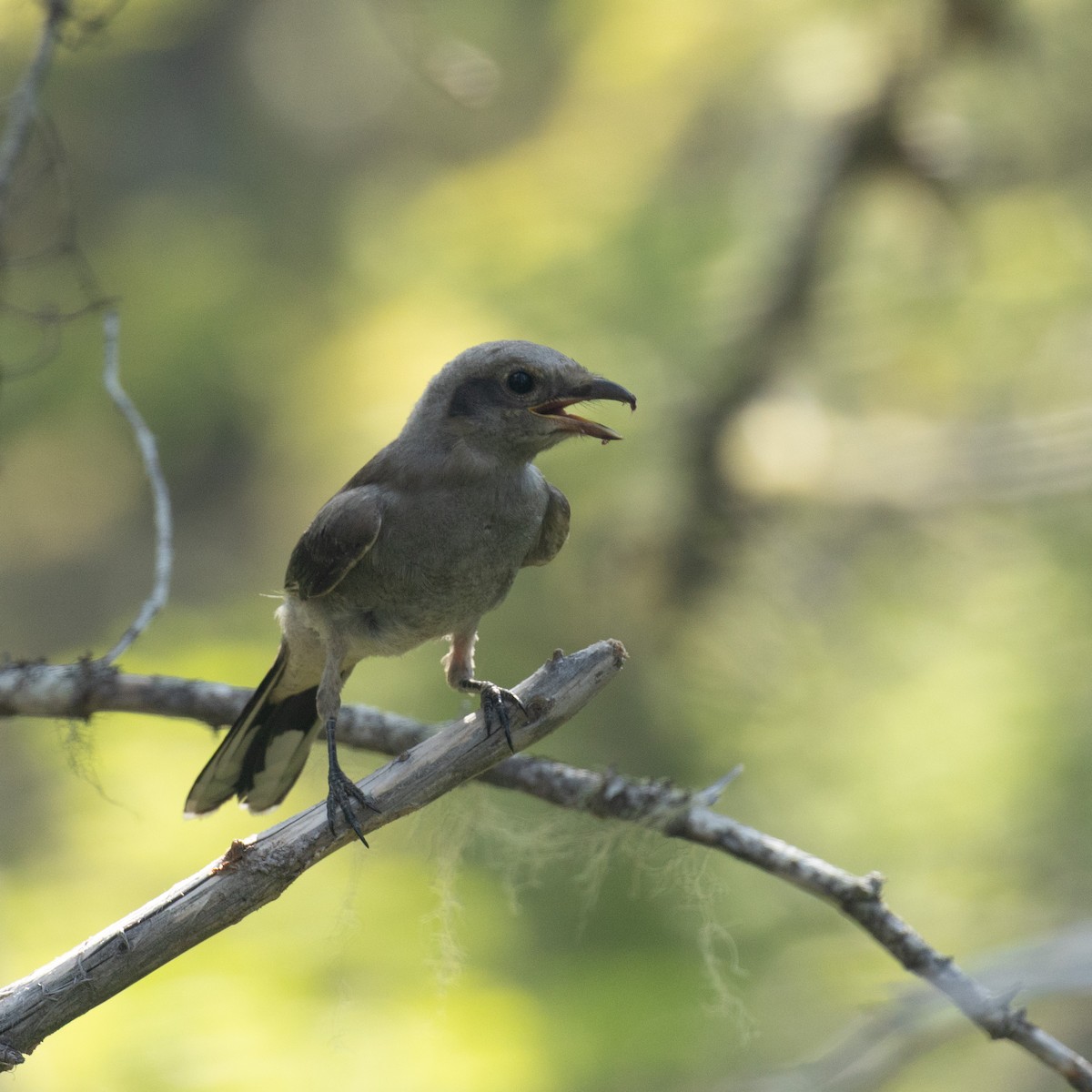 Northern Shrike - ML638762893