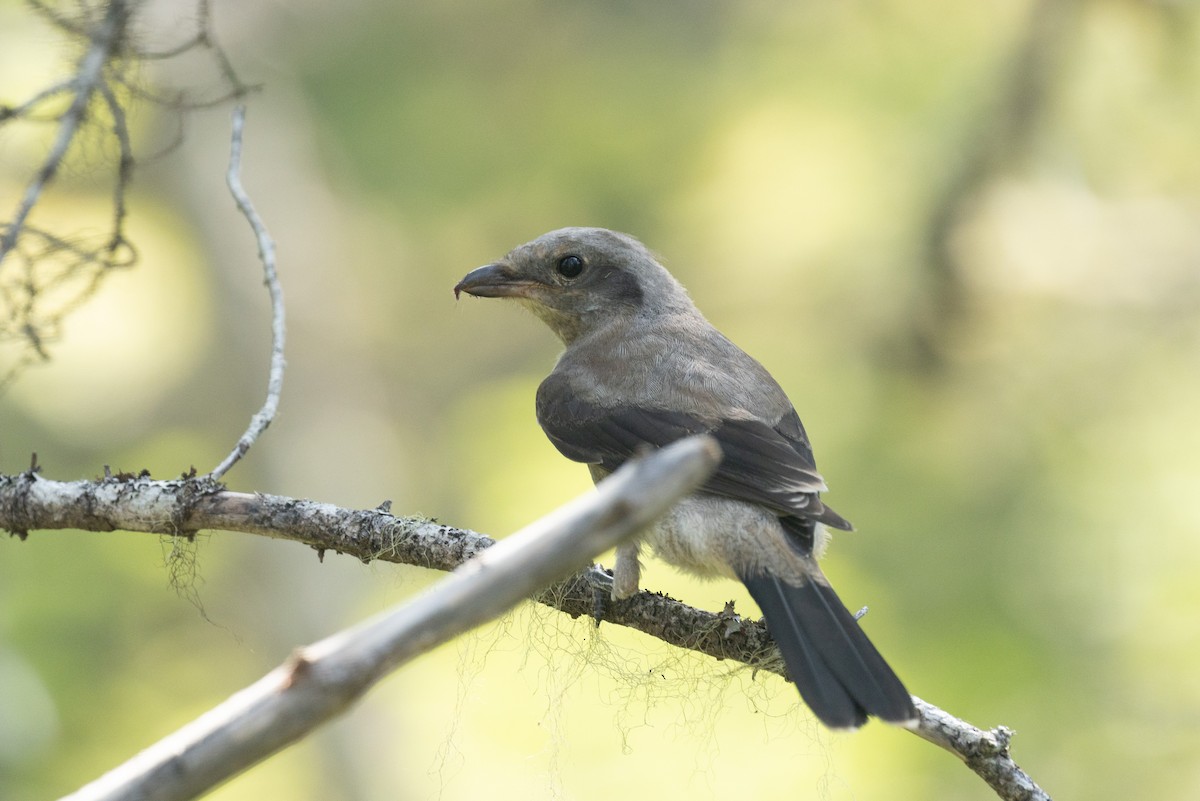 Northern Shrike - ML638762894