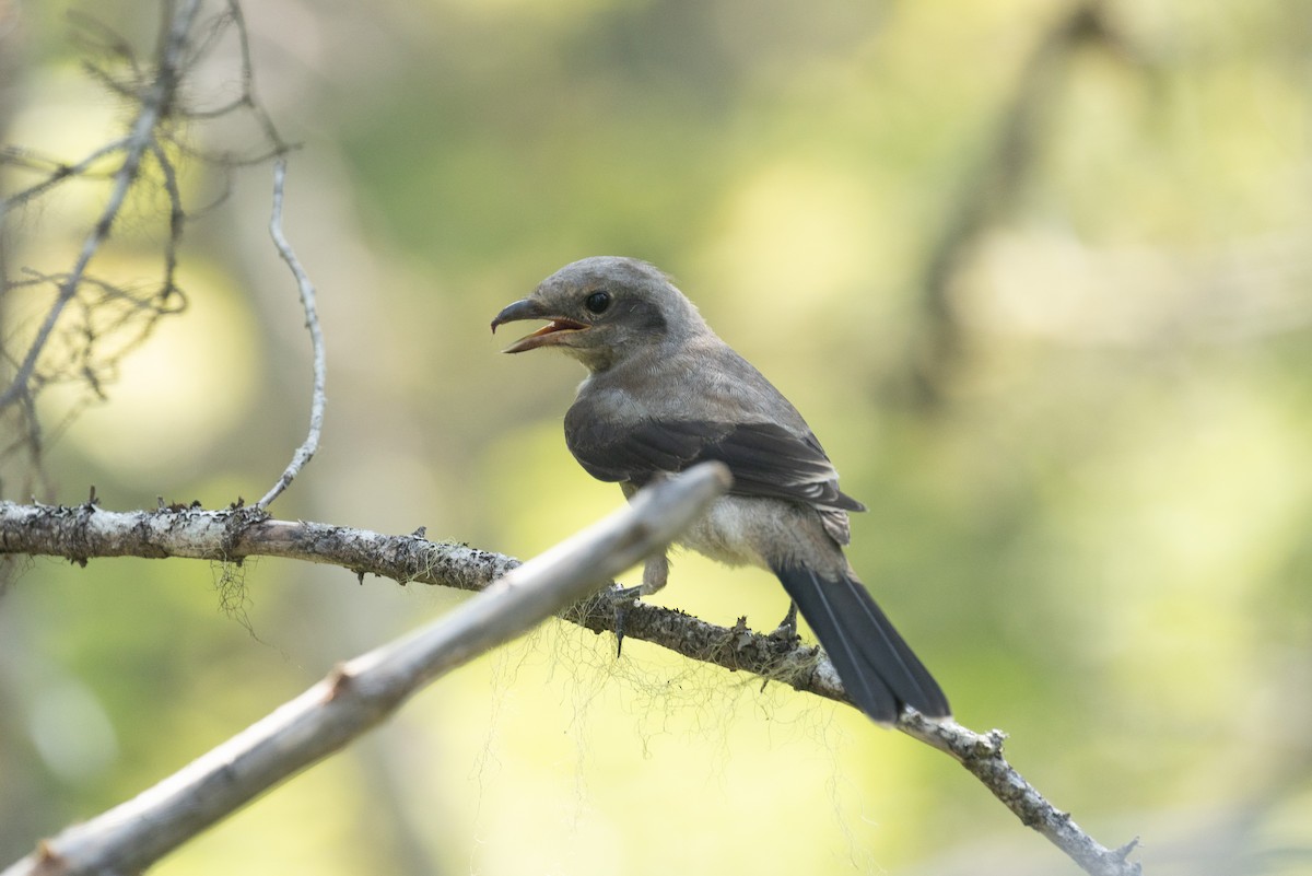 Northern Shrike - ML638762895