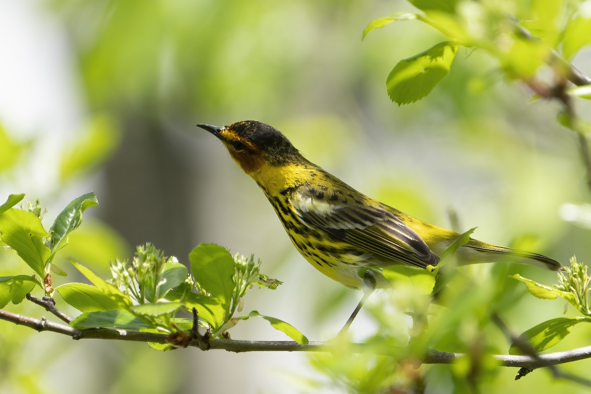 Cape May Warbler - ML638762936
