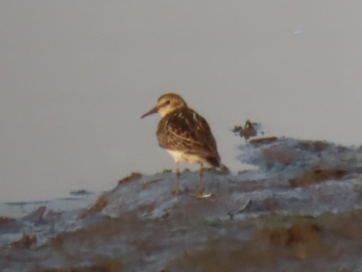 Least Sandpiper - ML638762939