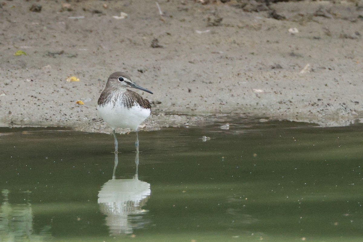 Green Sandpiper - ML638762963