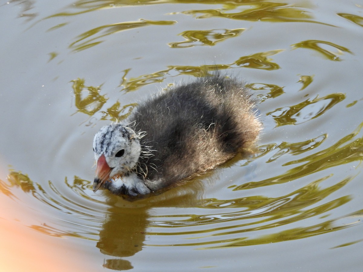 American Coot - ML638762967