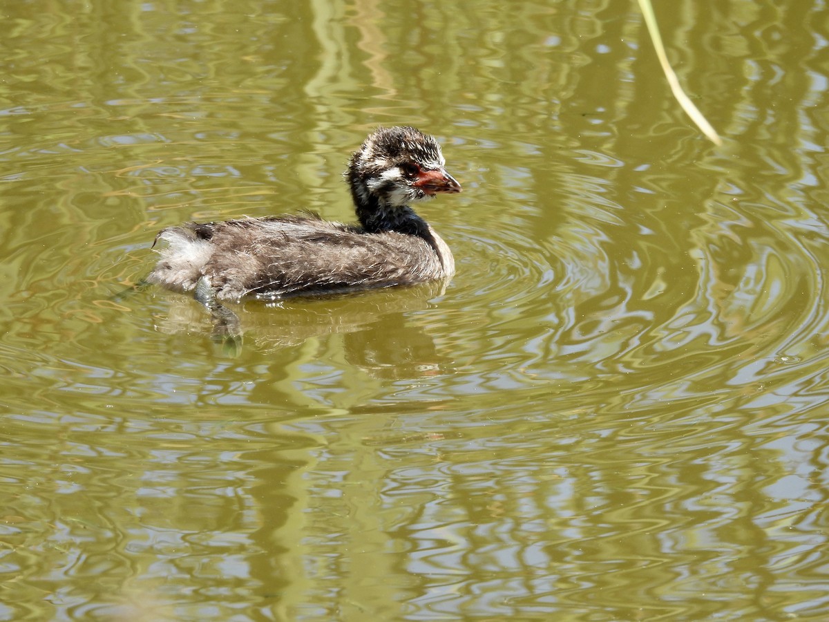 Pied-billed Grebe - ML638762979