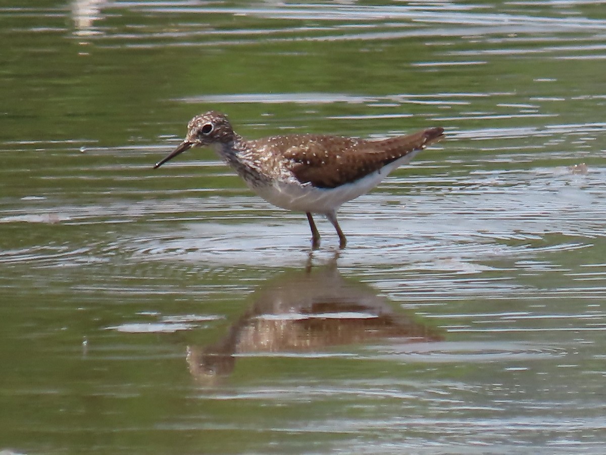 Solitary Sandpiper - ML638762992