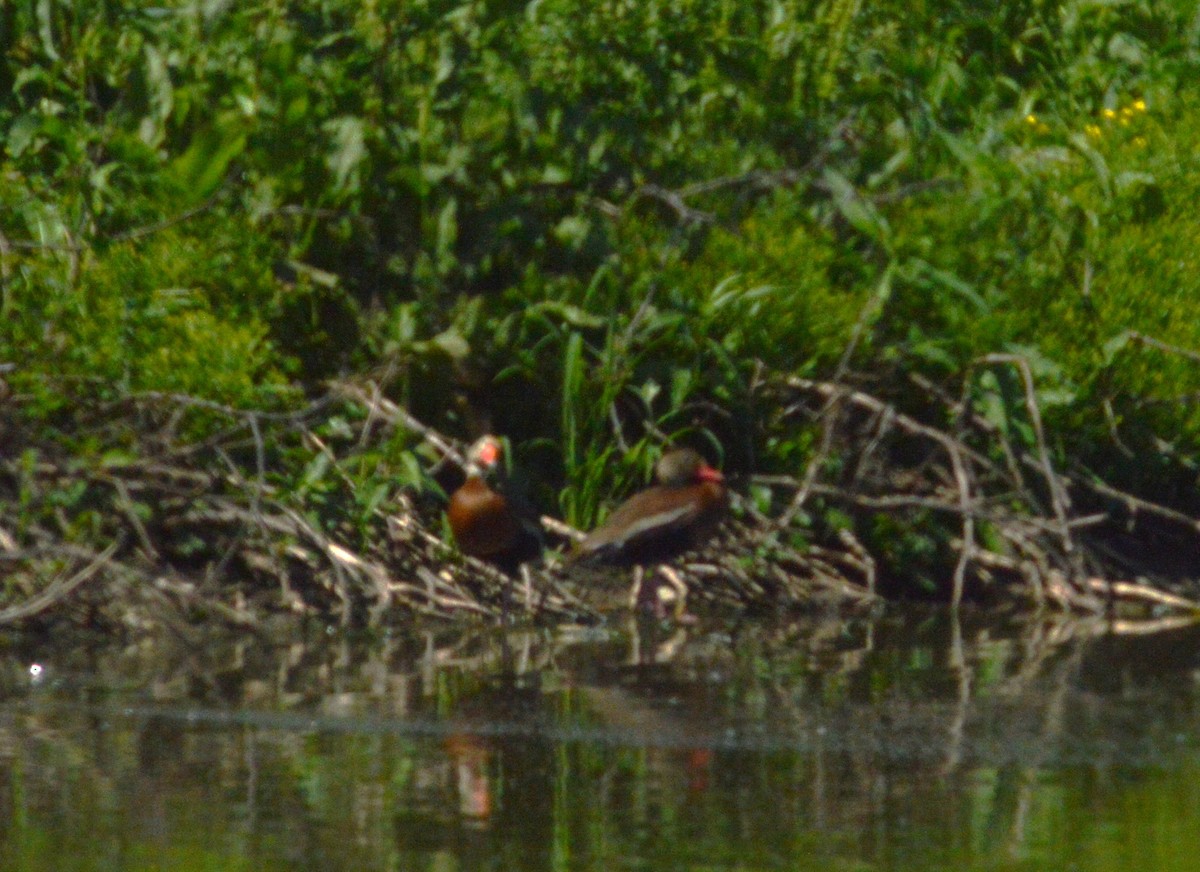 Black-bellied Whistling-Duck - ML638763032