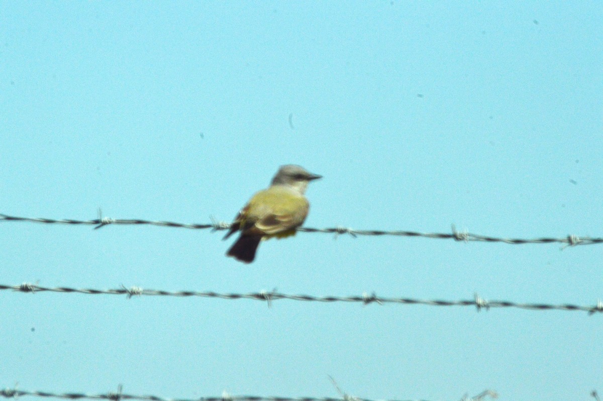 Western Kingbird - ML638763044
