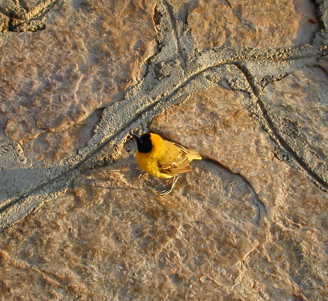 Slender-billed Weaver - ML638763067