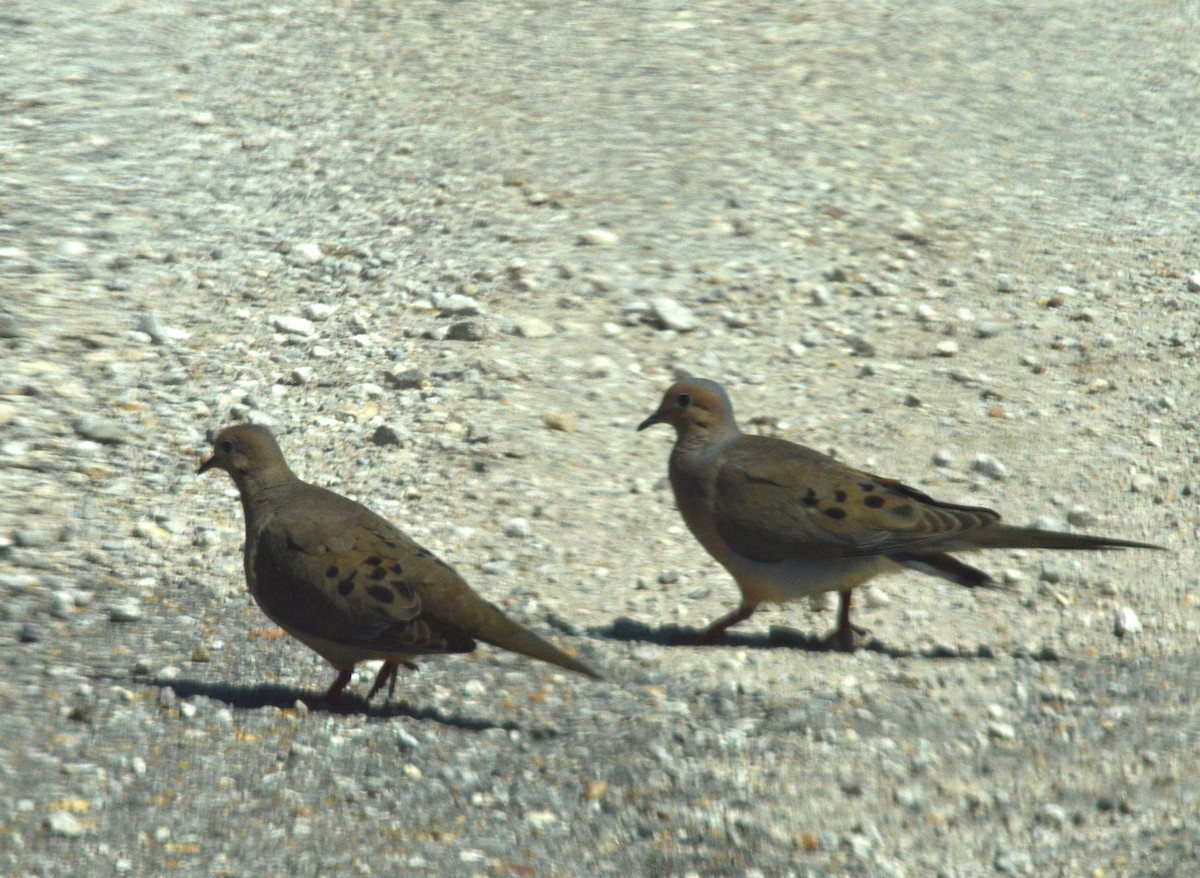 Mourning Dove - ML638763068