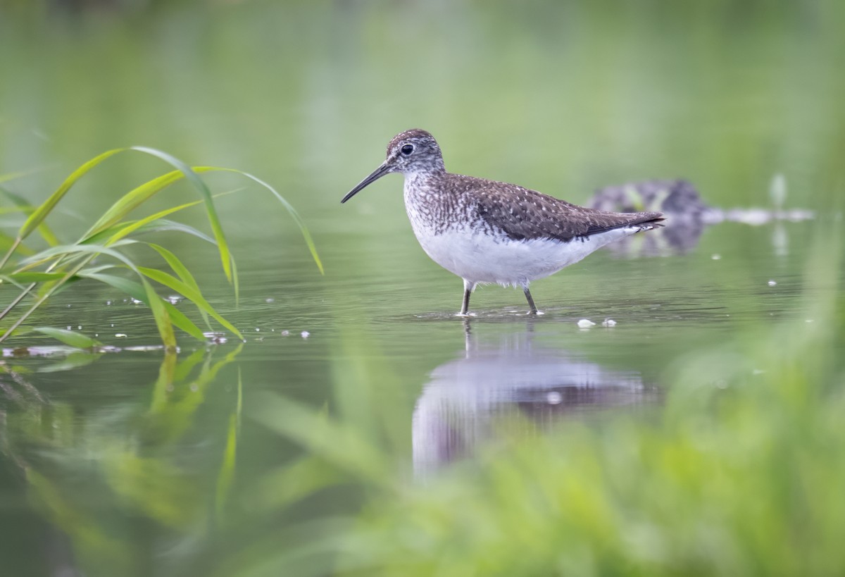 Solitary Sandpiper - ML638763069