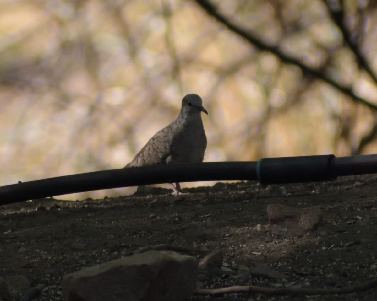 Inca Dove - ML638763102