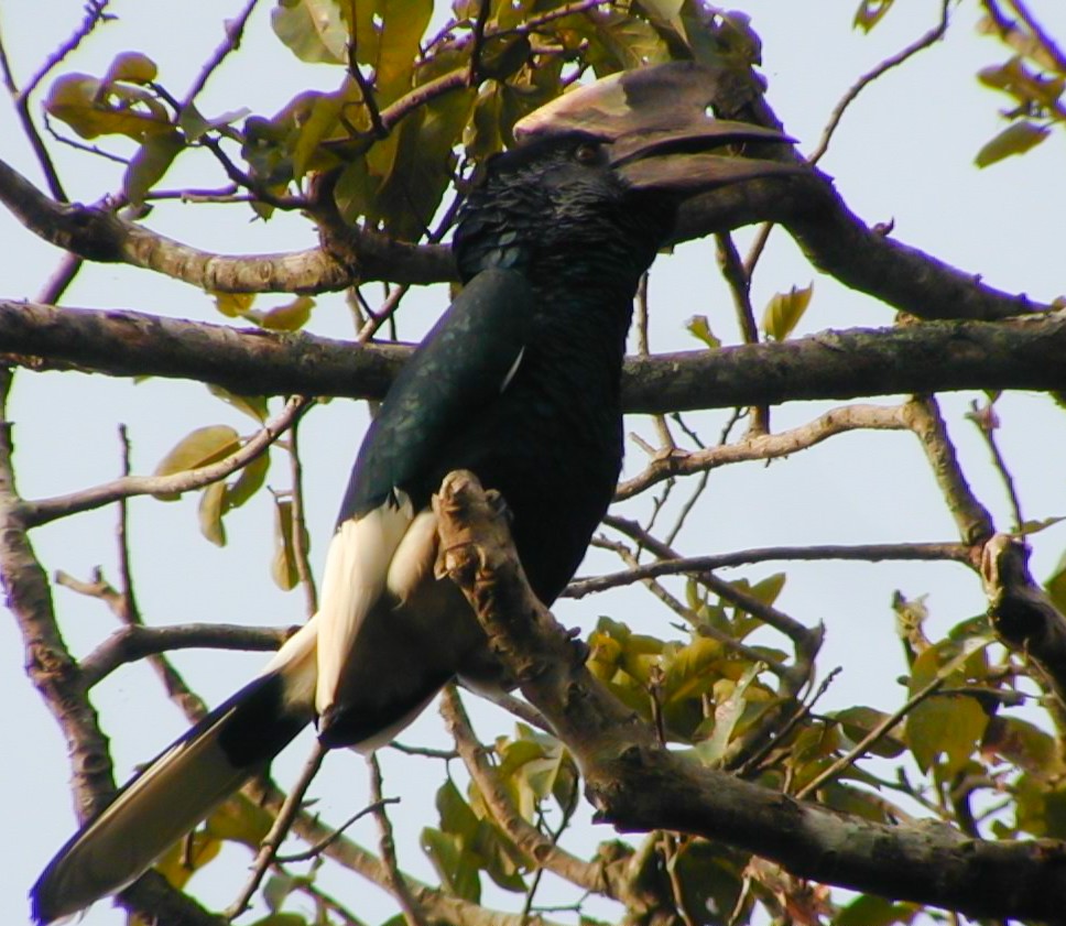 Black-and-white-casqued Hornbill - ML638763109