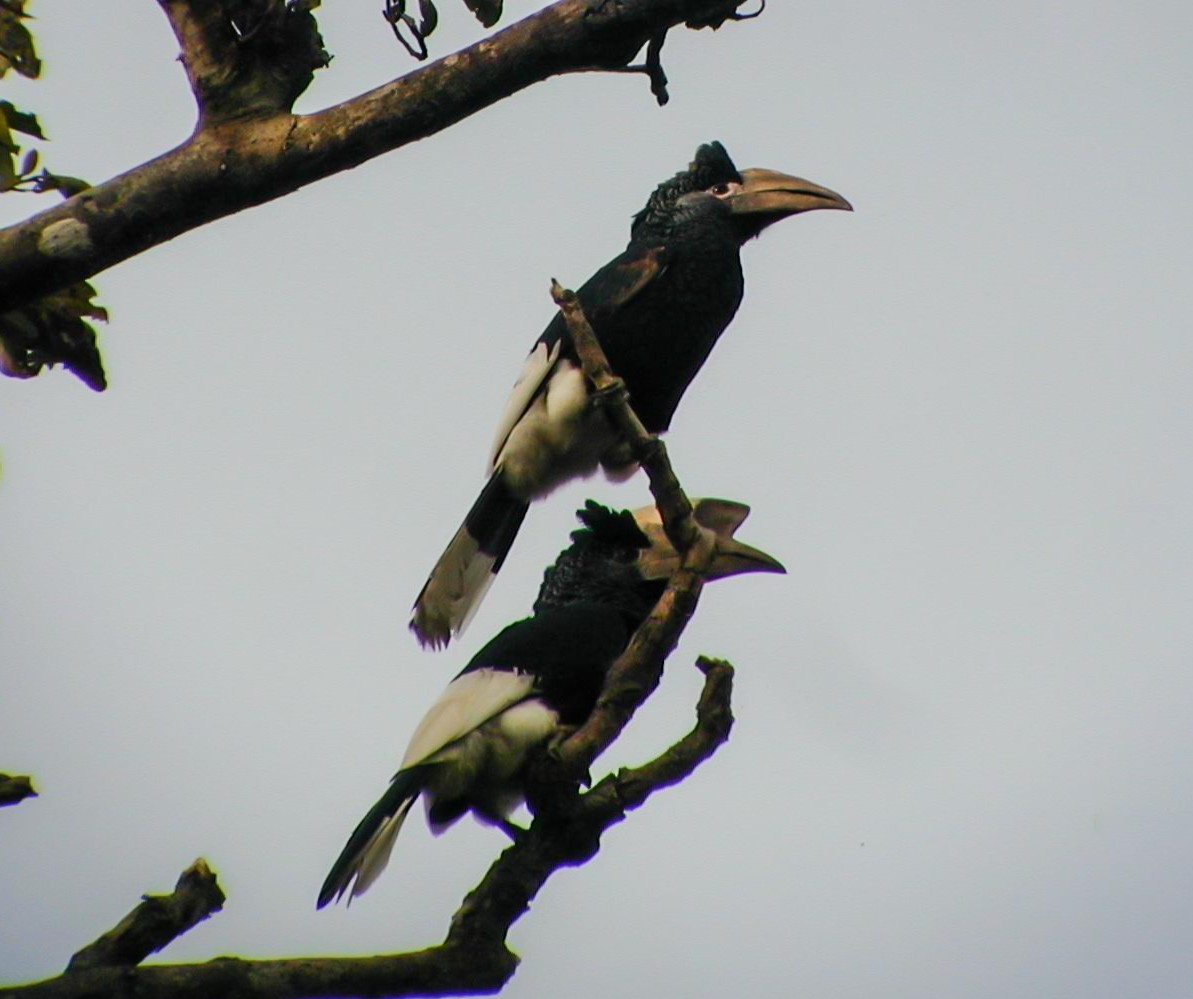 Black-and-white-casqued Hornbill - ML638763126