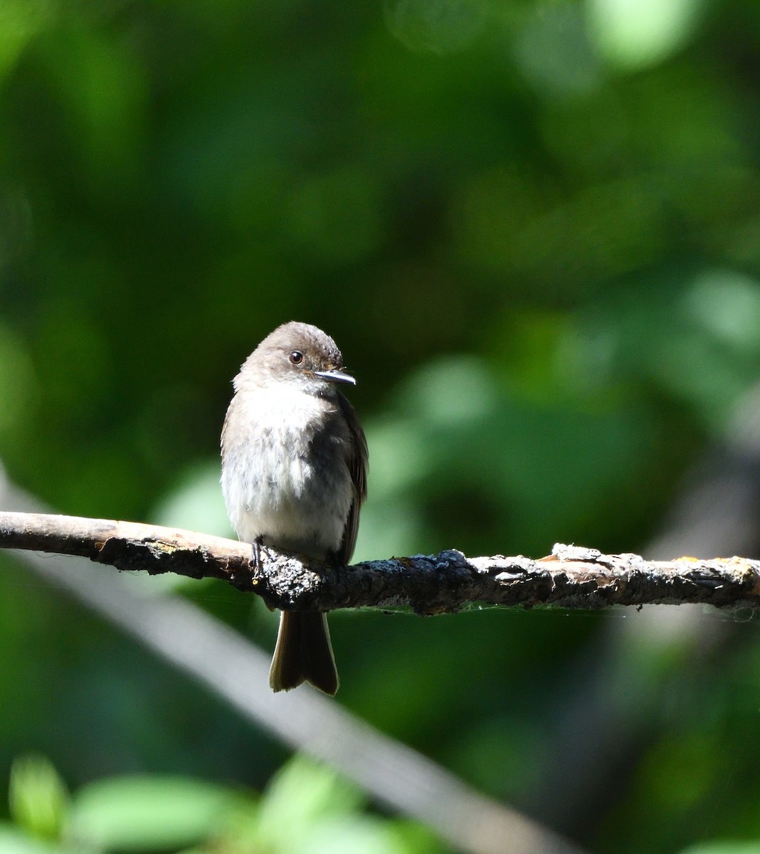 Eastern Phoebe - ML638763129
