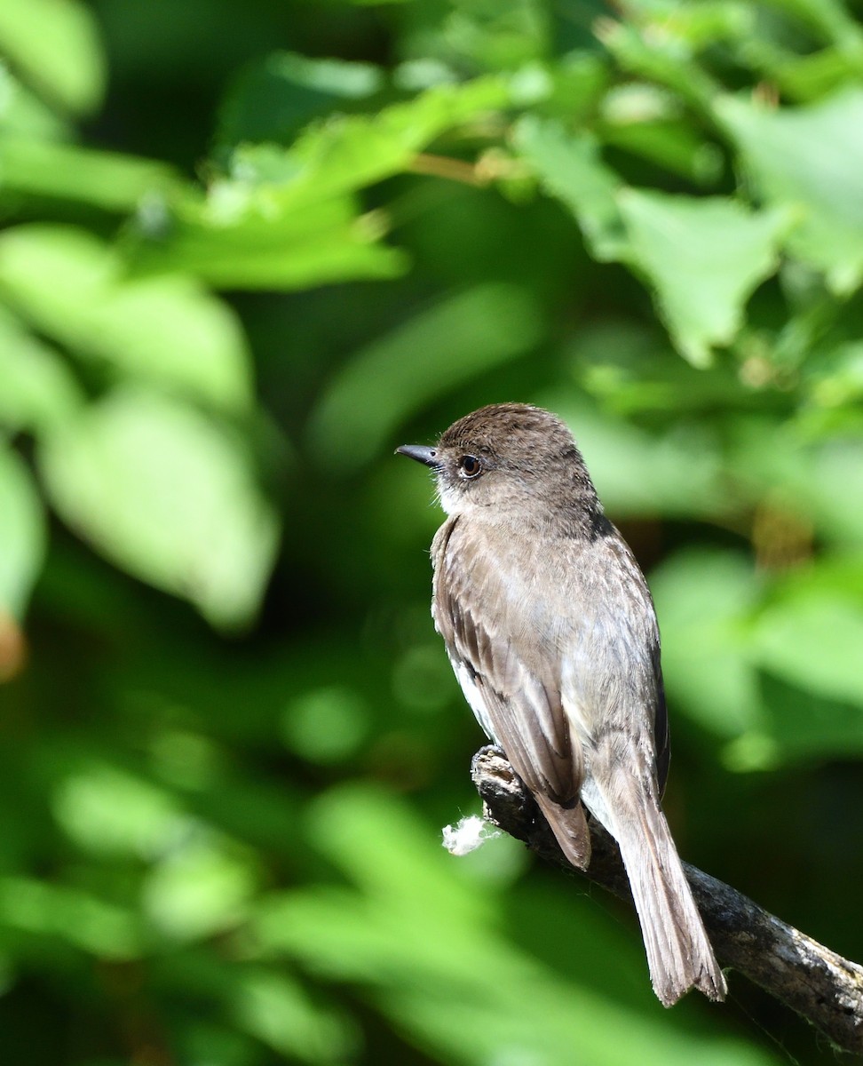 Eastern Phoebe - ML638763130