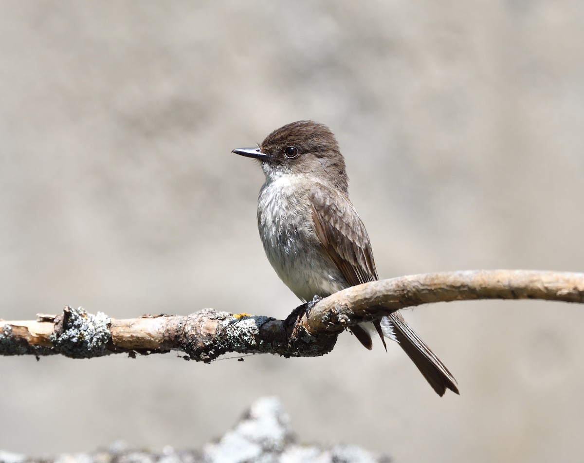 Eastern Phoebe - ML638763131
