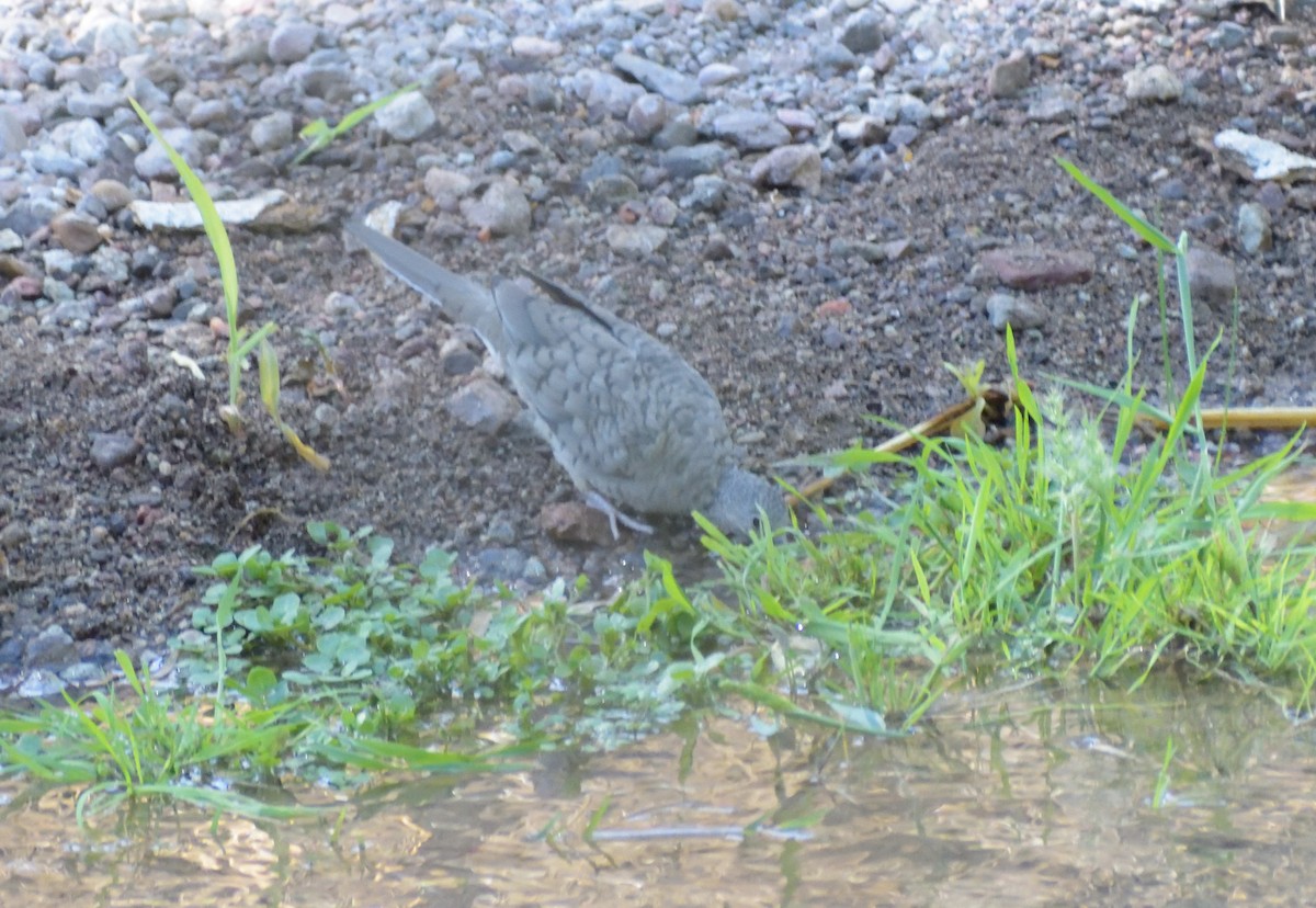 Inca Dove - ML638763160