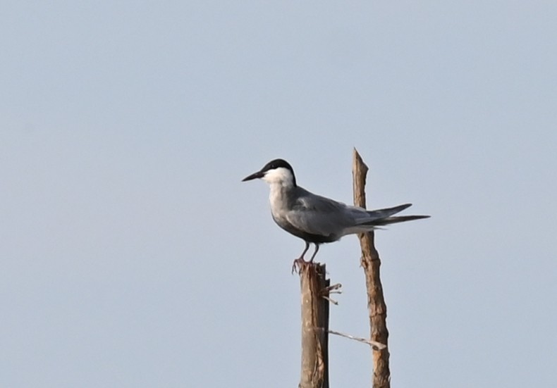 Whiskered Tern - ML638763175