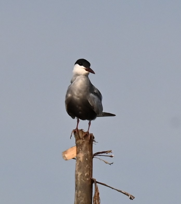 Whiskered Tern - ML638763176