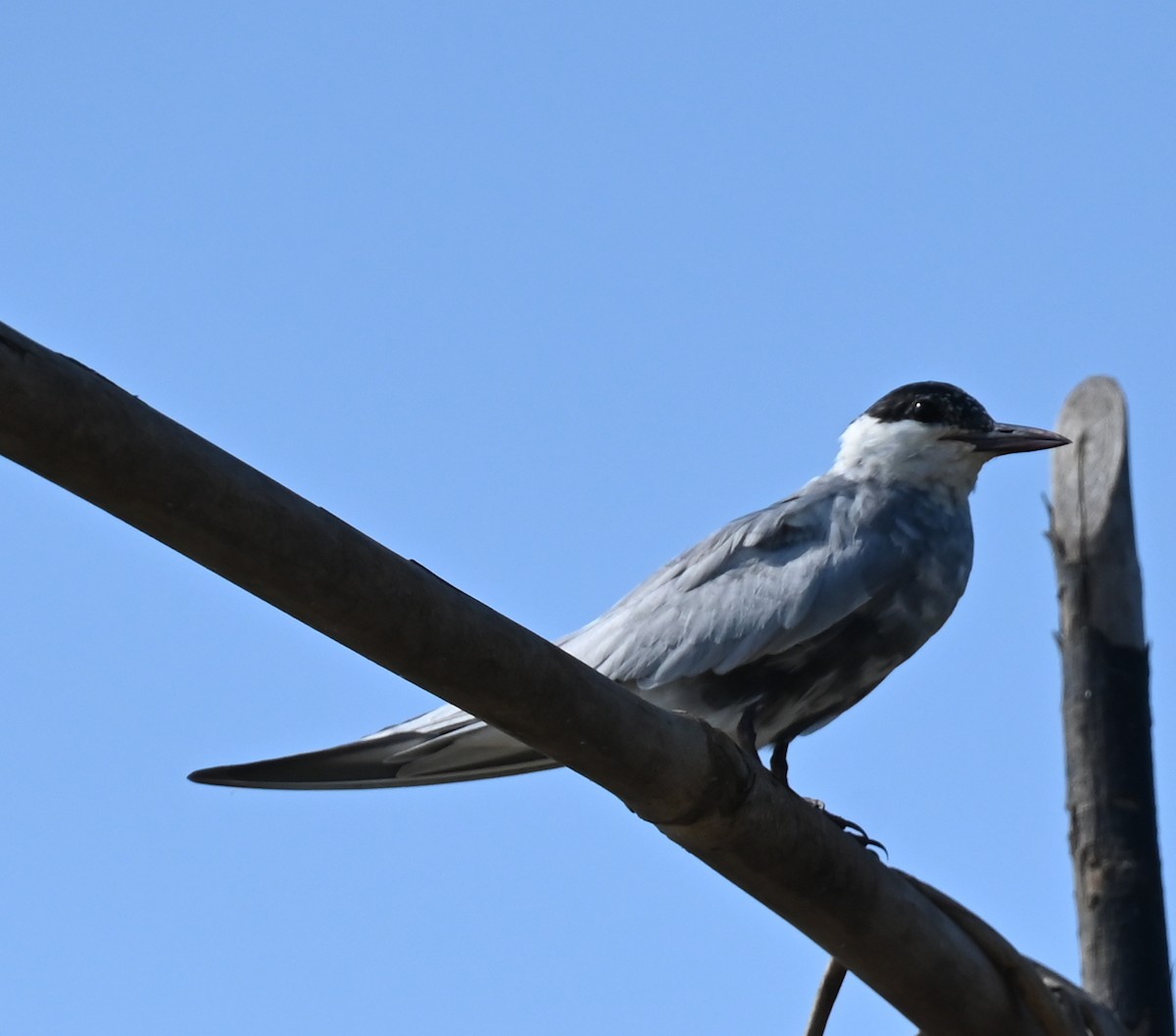 Whiskered Tern - ML638763178