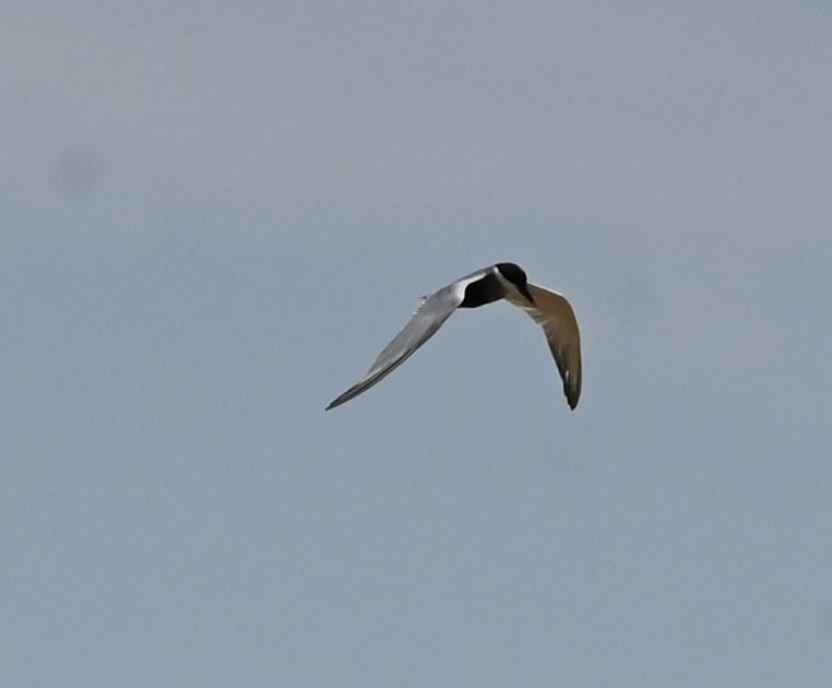 Whiskered Tern - ML638763179