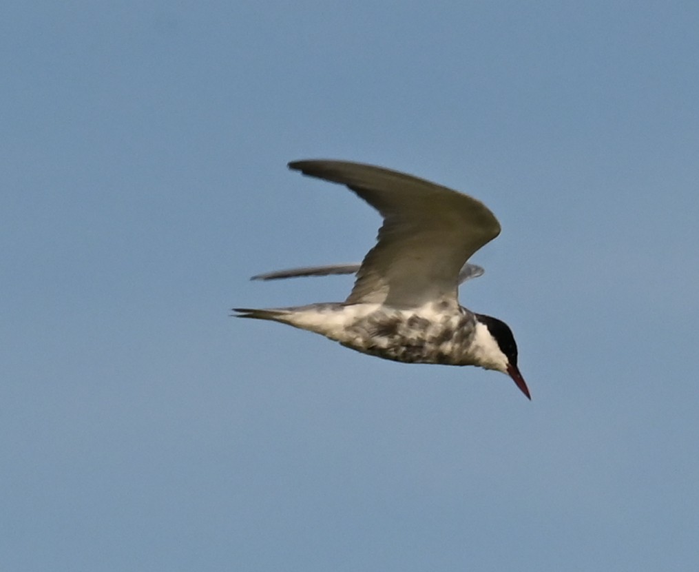Whiskered Tern - ML638763180