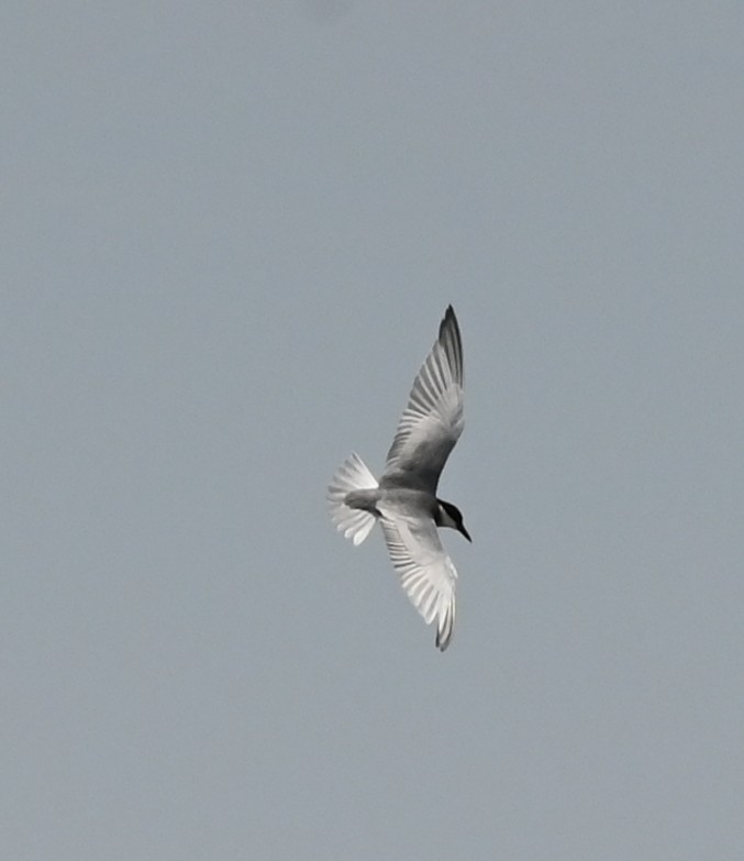 Whiskered Tern - ML638763182