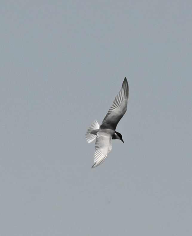 Whiskered Tern - ML638763183